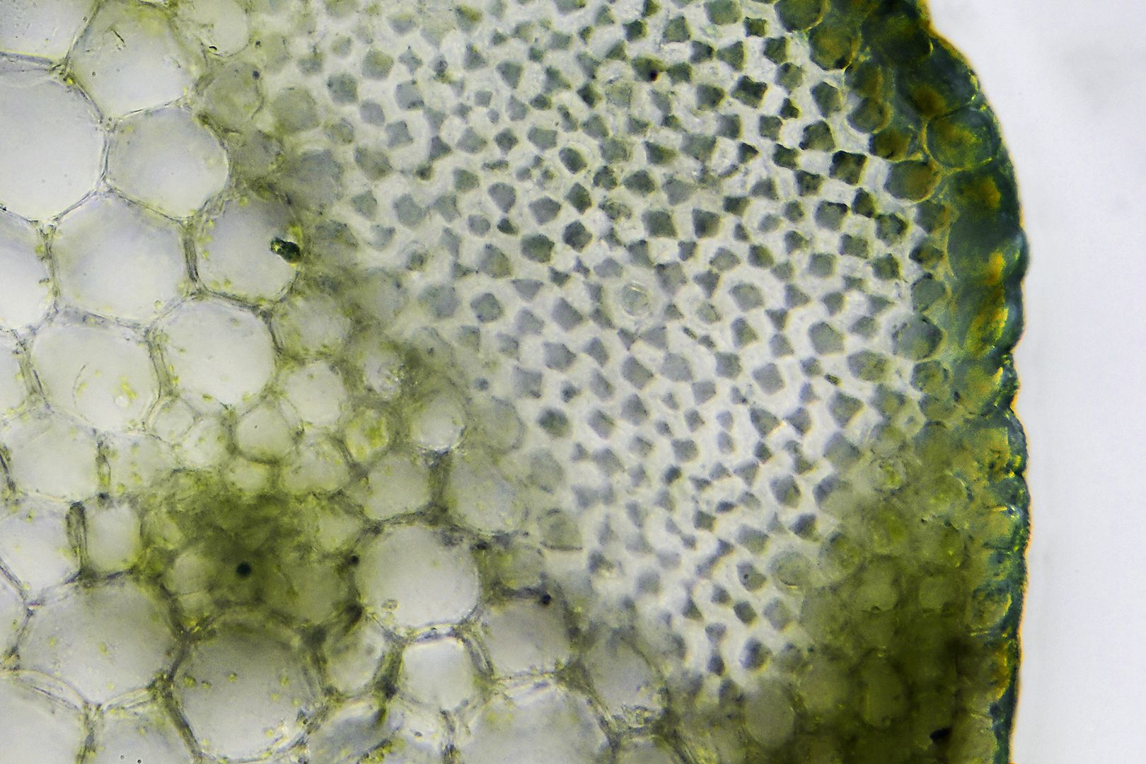 Celery Microscopy Forum